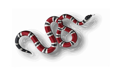 snake with a scaring color, poisonous