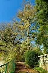 Feuillage luxuriant en automne des arbres majestueux au parc de Mariemont à Morlanwelz 