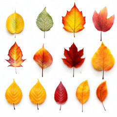 a collection of autumn leaves on a white background. fallen yellow, orange, withered leaf.