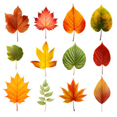 a collection of autumn leaves on a white background. fallen yellow, orange, withered leaf.