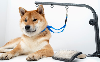 grooming and pet care or a dog
