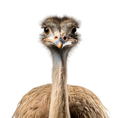 Ostrich Isolated