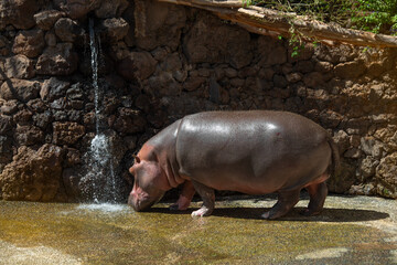 A large hippo is playing with water on a sunny summer day. Fuerteventura, Canary Islands.