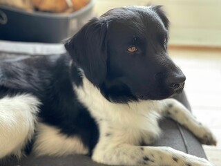 Closeup of a cute dog relaxing on a floor in a room