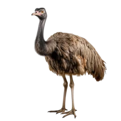 Wandaufkleber Ostrich Isolated © Hungarian
