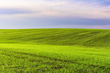 Fototapeta na wymiar Scenic landscape view of a hill of a green field of young wheat sprouts against a background of a blue sky with clouds