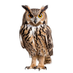 Naklejka premium Owl Isolated