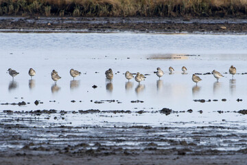 Kiebitzregenpfeifer (Pluvialis squatarola) an der Ostsee im Herbst