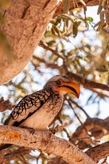 A Southern yellow-billed hornbill -Tockus leucomelas- sitting on a branch of a tree