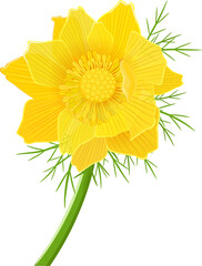 Yellow flower Adonis vernalis L. An isolated spring bloom. invit
