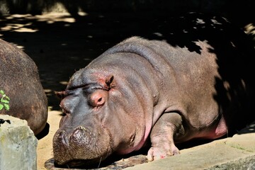 Closeup shot of a Hippo on the ground on a sunny day