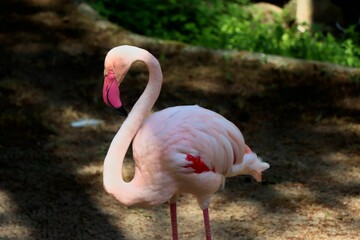Closeup shot of a Greater flamingo on sandy ground in the park