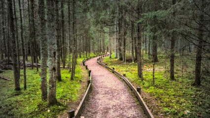 Path between long high trunk trees on the green ground