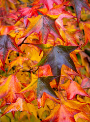 Maple leaves background. 