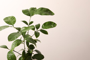 leaves