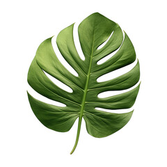  Monstera Isolated