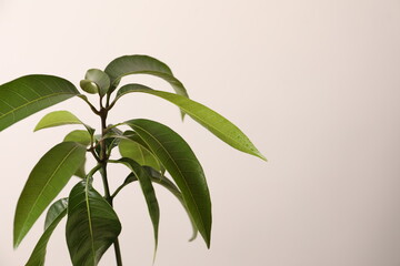 green leaves on white background