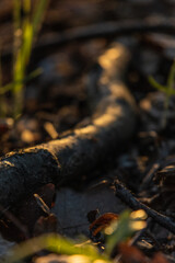 A wooden stick is lying on the ground in the forest.