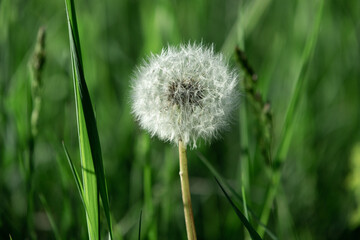 dandelion in the lush grass