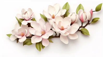 Fotobehang fresh magnolia flower bouquet on white background © idaline!