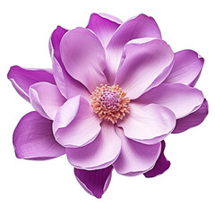 Naklejka na ściany i meble Magnolia Flower Purple