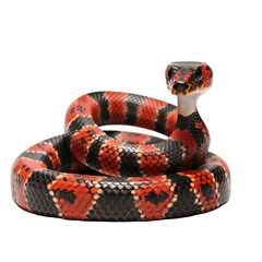 Black and Red Snake Isolated
