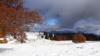 Randonnée le 11/11/2023 dans le Vercors avec les premières neiges, sur le plateau de la Molière, France