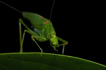 Closeup of green grasshopper perched on a green leaf
