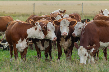 Fototapeta na wymiar Cow and calves graze on a green pasture in summer. Matku, Finland.