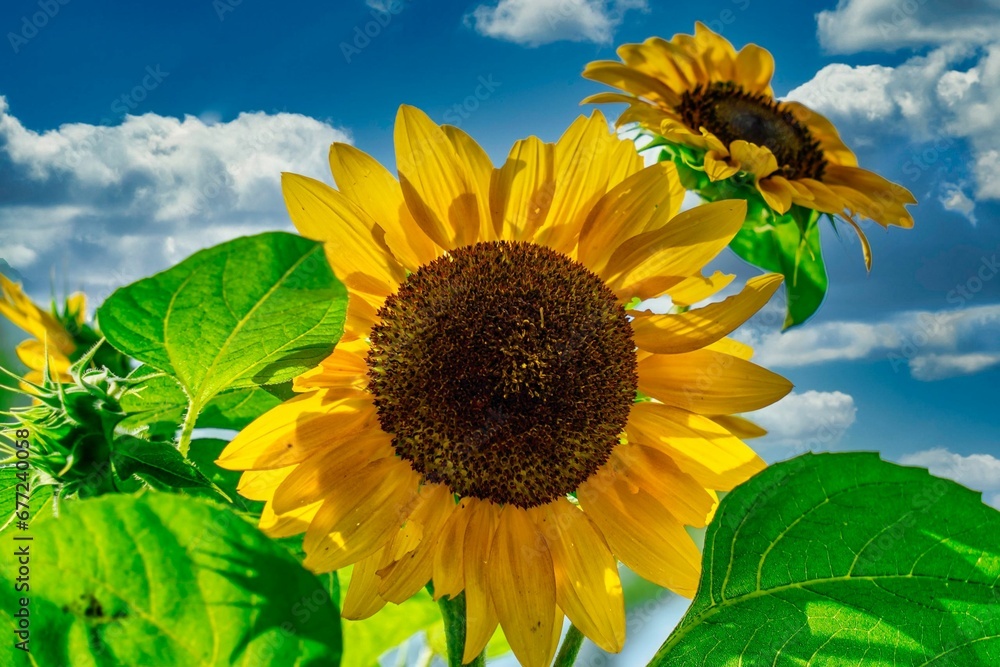 Wall mural closeup of a common sunflower with a cloudy sky in the background