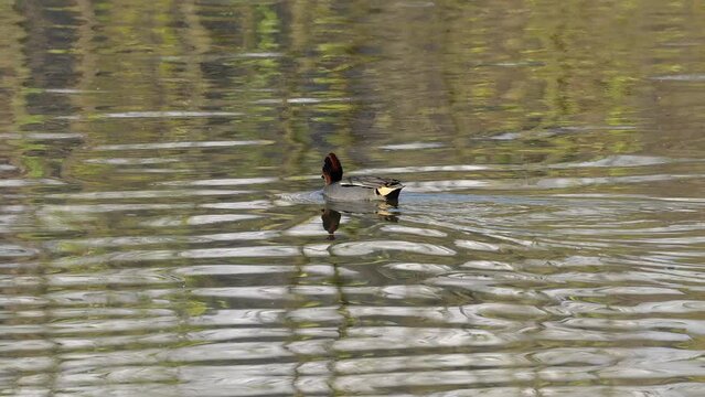 Eurasian Green-winged Teal in natural ambient, male (Anas crecca) - (4K)