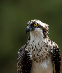 Osprey. Sea hawk. Pandion haliaetus. Águila pescadora.