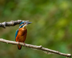 Kingfisher on a branch. Martín pescador.