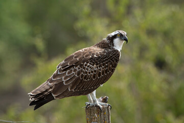 Osprey. Sea hawk. Pandion haliaetus. Águila pescadora.