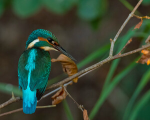 Kingfisher on a branch. Martín pescador. 