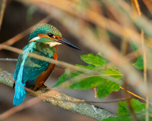 Kingfisher on a branch. Martín pescador.
