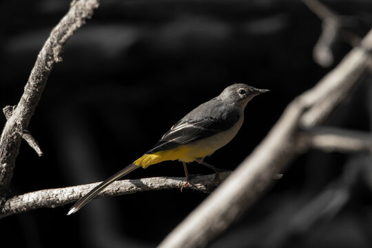 Grey wagtail black and white. Lavandera cascade&ntilde;a en blanco y negro. Motacilla cinerea.