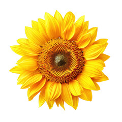 Fototapeta premium Sunflower Isolated