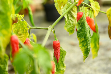 Fresh red chili peppers hanging on plants in a greenhouse 2
