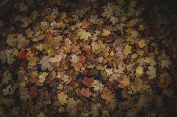 Fall Berlin.