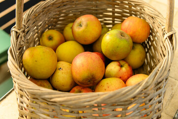 Wicker basket with fresh ripe yellow and orange apples