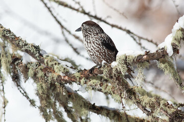 Bird in the wilderness.