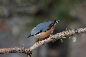 Bird in the wilderness.