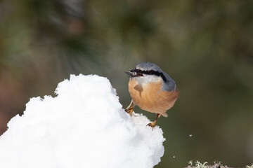 Bird in the wilderness.
