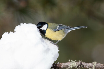 Bird in the wilderness.