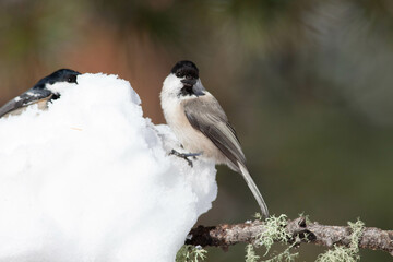Bird in the wilderness.