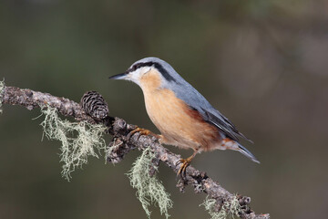 Bird in the wilderness.