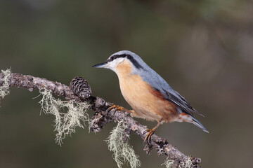 Bird in the wilderness.