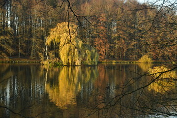 Obraz premium L'arbre au feuillage doré se reflétant dans les eaux d'un des étangs à la fin de l'automne au parc de Tervuren à l'est de Bruxelles 