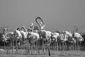 Fotobehang flamingos in the water © Dev Mukund